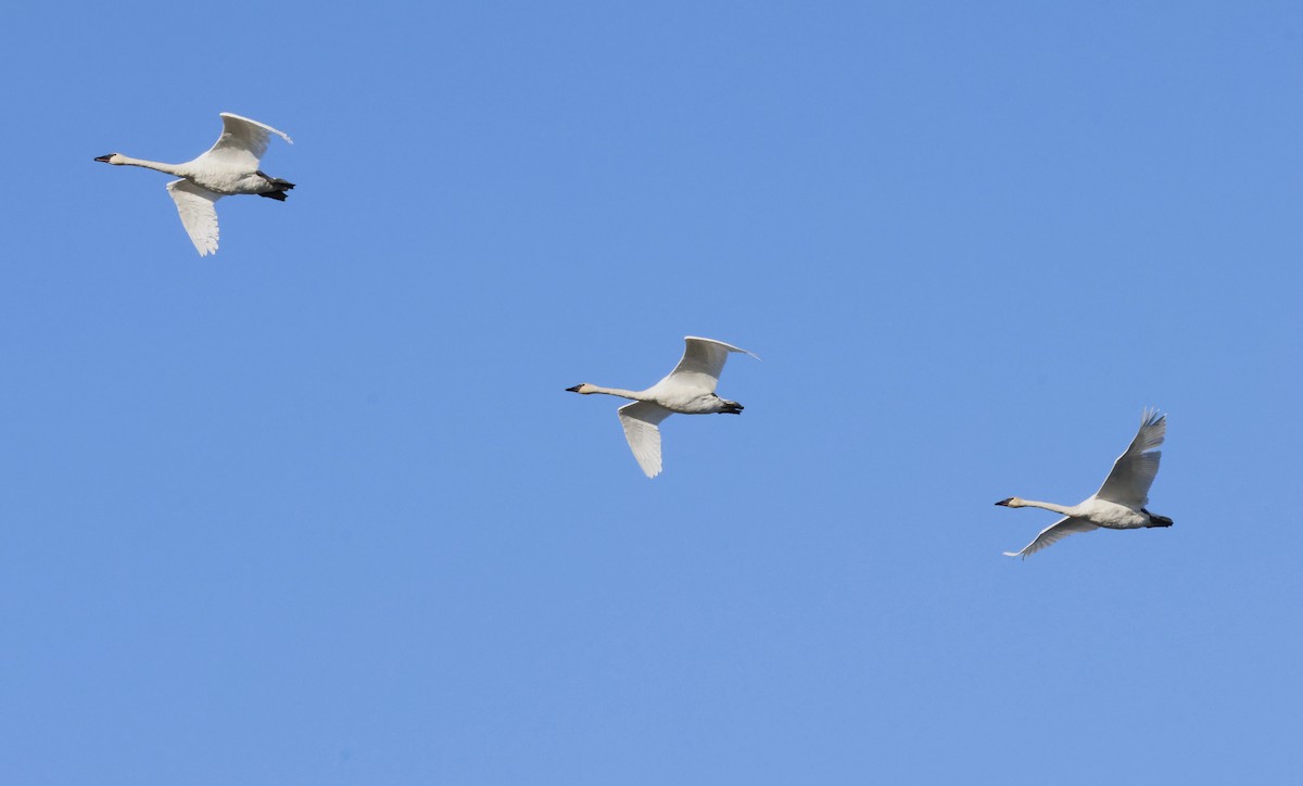 Trumpeter Swan - ML645874729