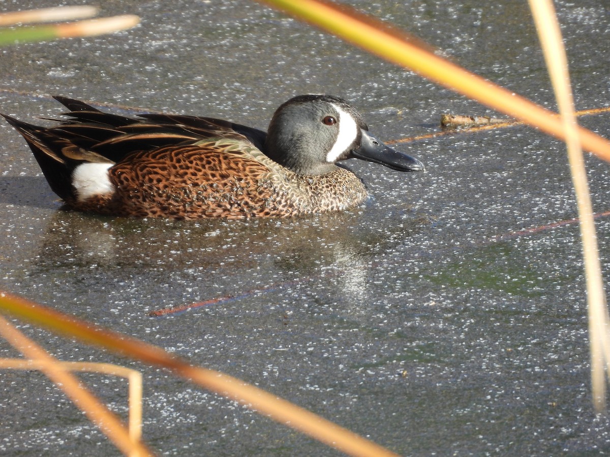 Zertzeta hegalurdina - ML645874738