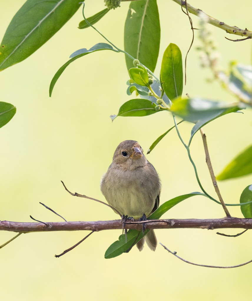 Ruddy-breasted Seedeater - ML645874744