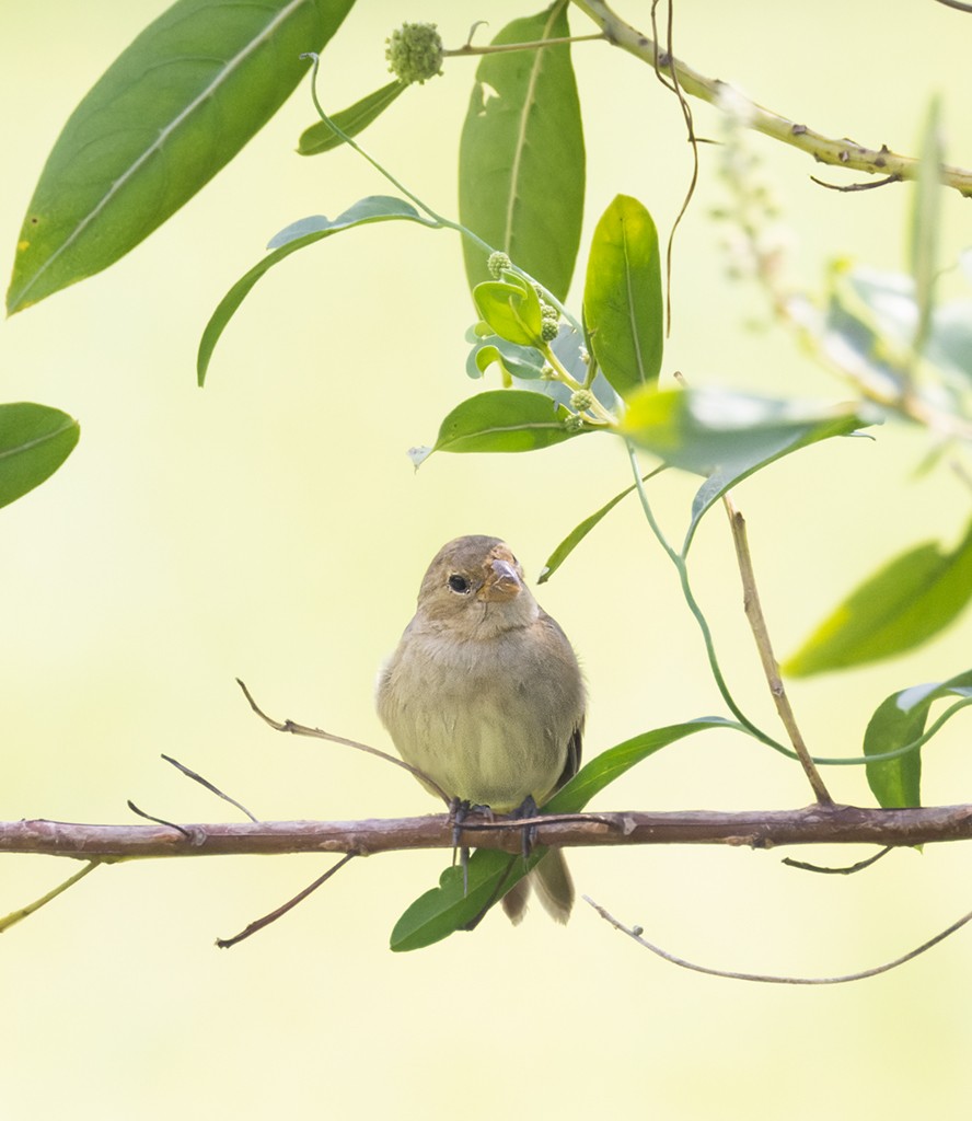 Ruddy-breasted Seedeater - ML645874745