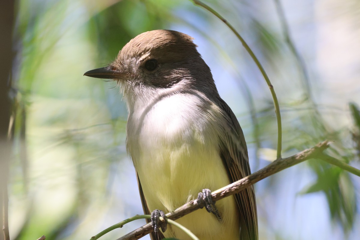 Nutting's Flycatcher - ML645874751