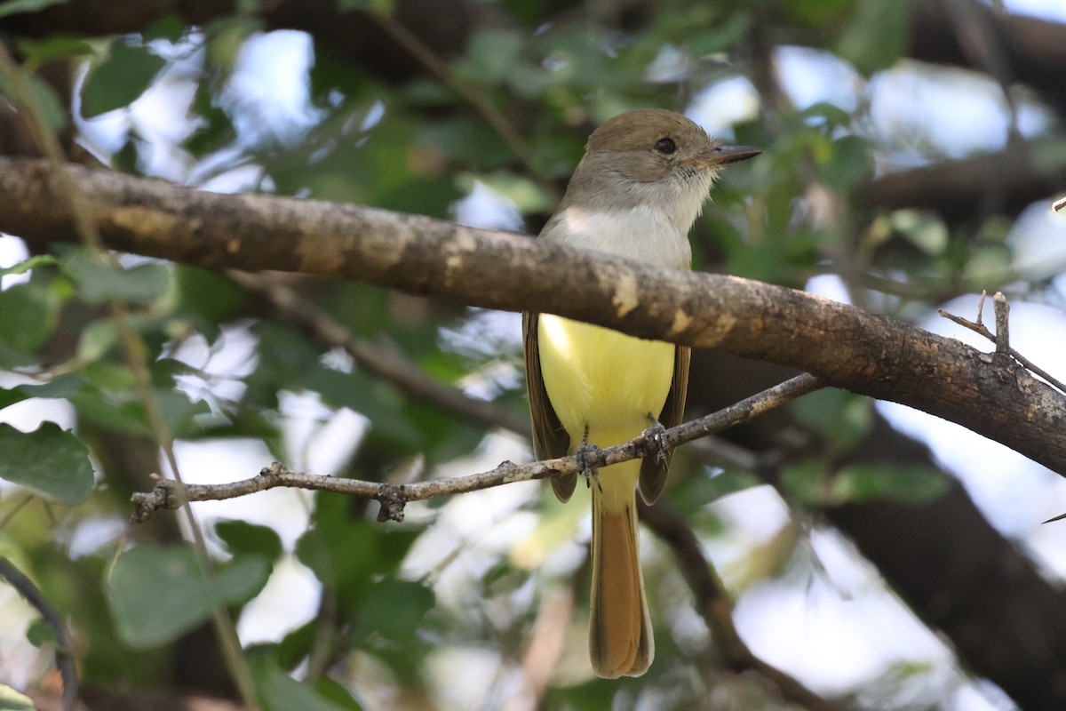 Nutting's Flycatcher - ML645874752