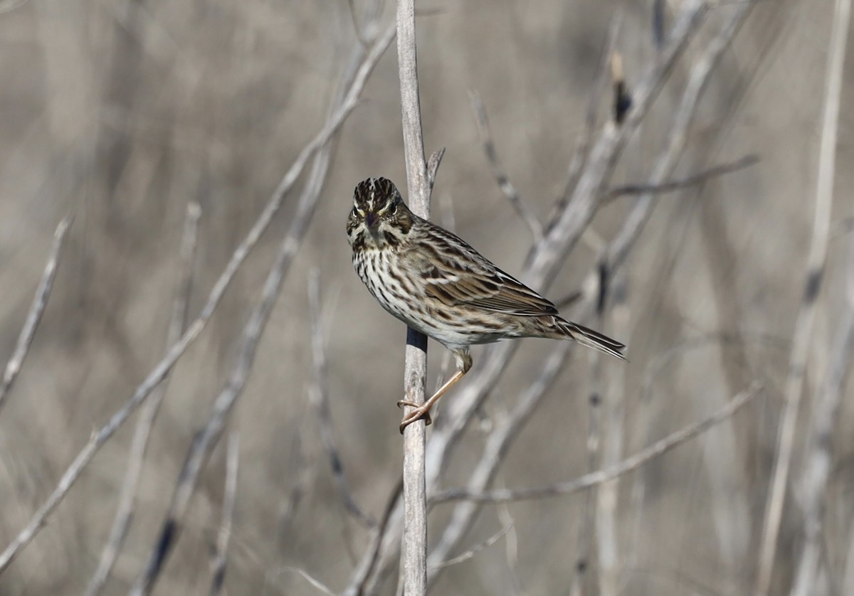 Savannah Sparrow - ML645874753