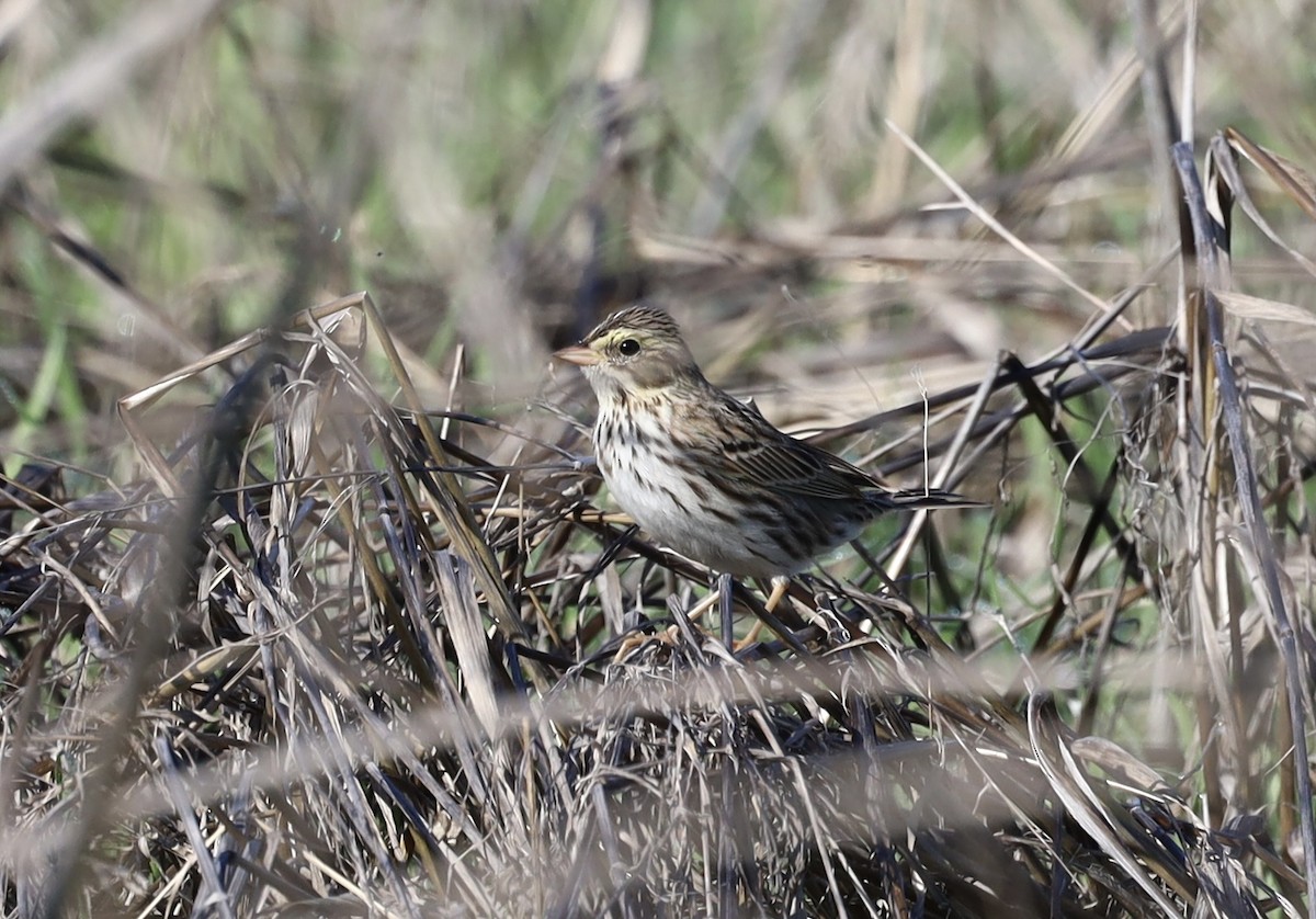 Savannah Sparrow - ML645874754