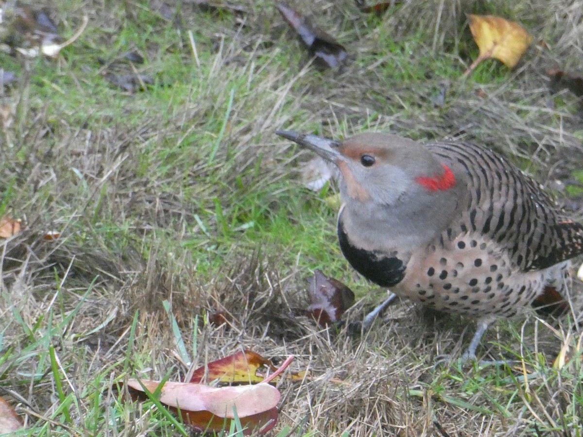 Northern Flicker - ML645874757