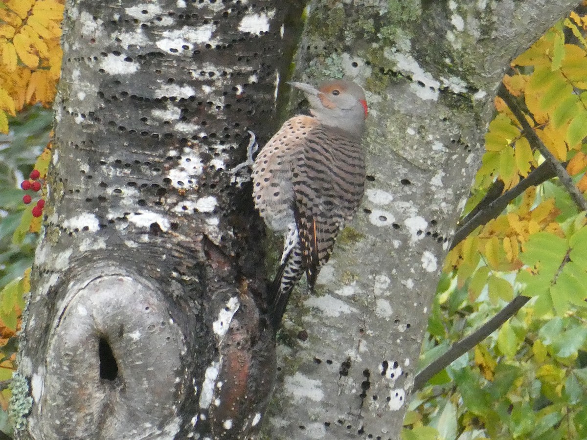 Northern Flicker - ML645874758
