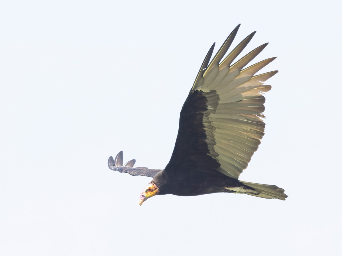 Lesser Yellow-headed Vulture - ML645874759