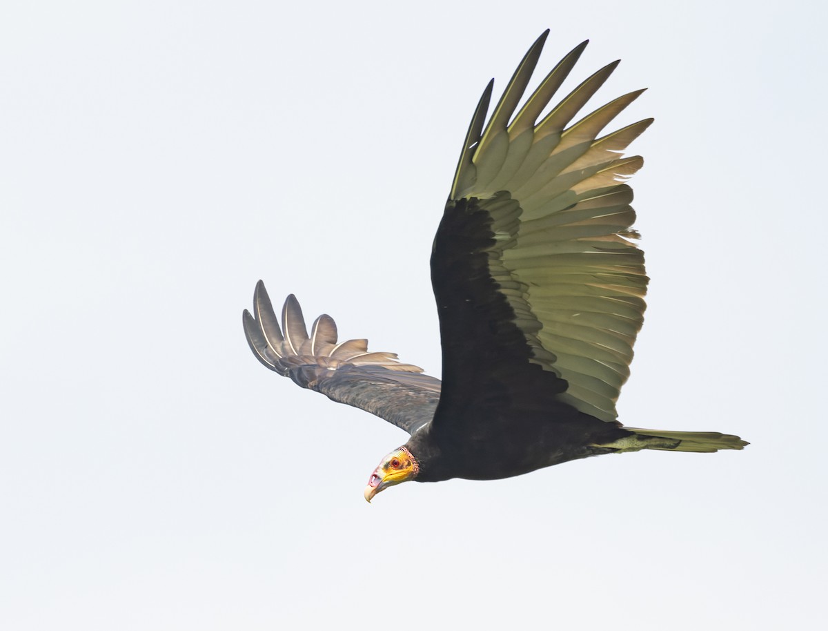 Lesser Yellow-headed Vulture - ML645874760