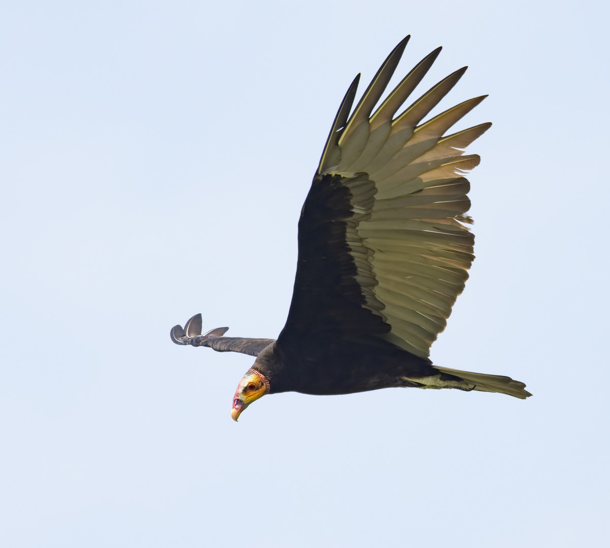 Lesser Yellow-headed Vulture - ML645874761