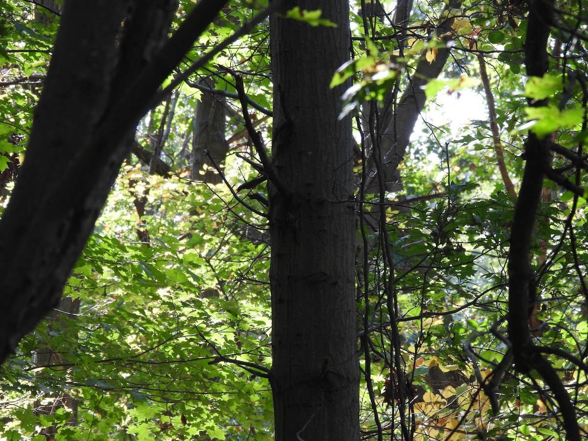 Agateador Americano - ML645874764