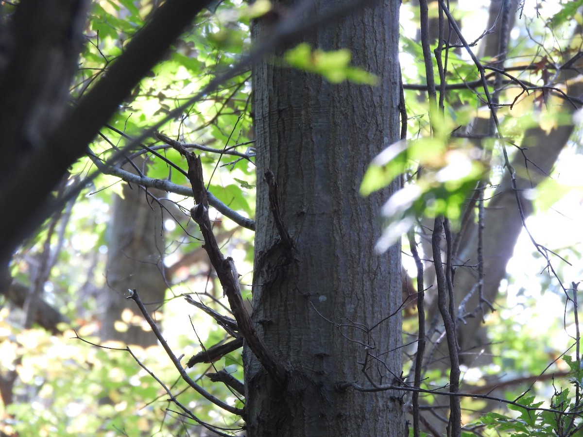 Agateador Americano - ML645874766