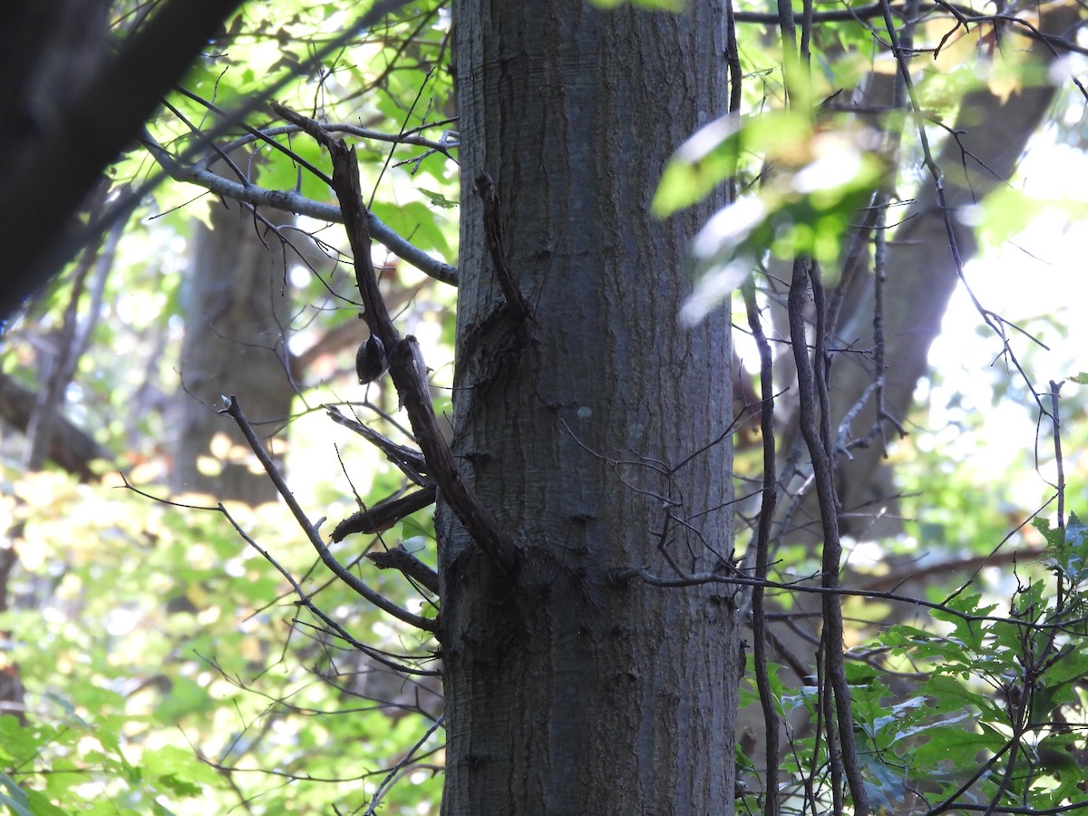 Agateador Americano - ML645874767