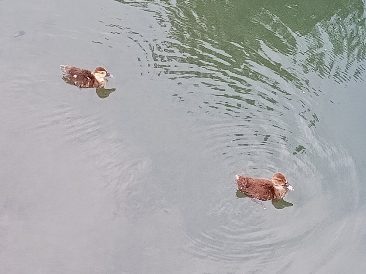 Pato Criollo (variedad doméstica) - ML645874769