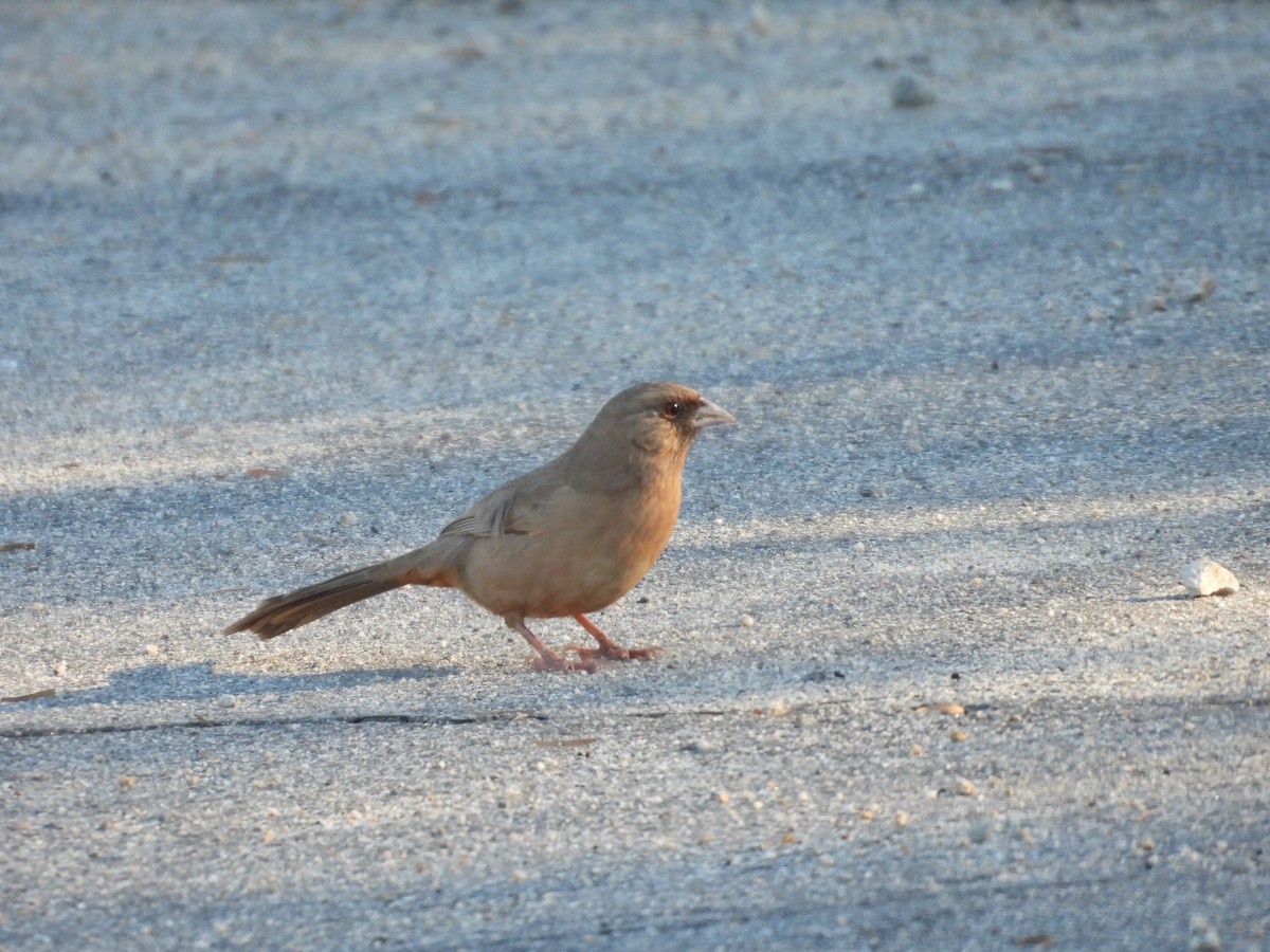 Toquí de Abert - ML645874770