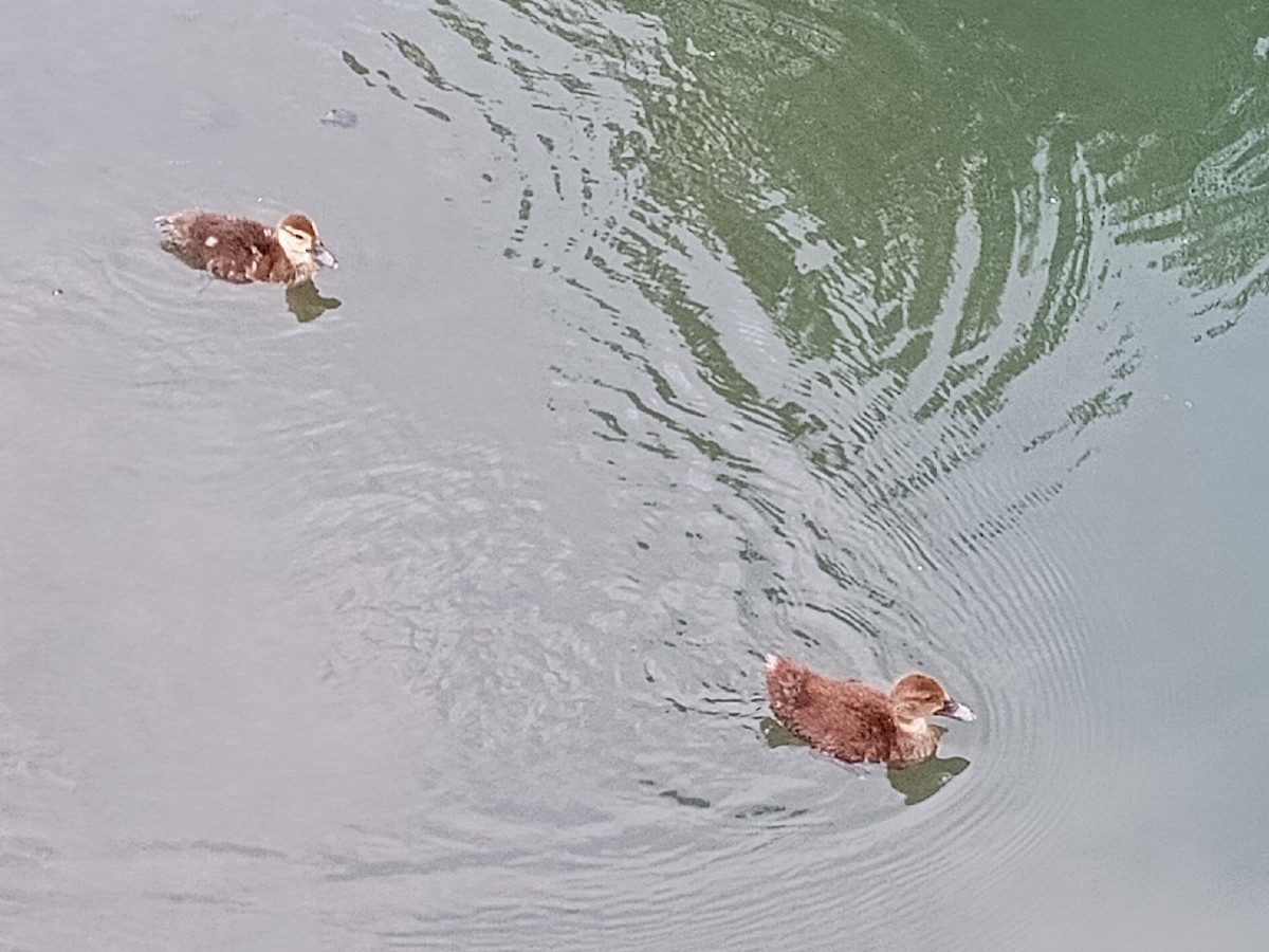 Pato Criollo (variedad doméstica) - ML645874771