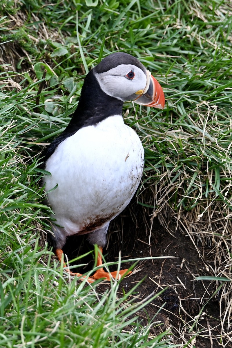 Frailecillo Atlántico - ML645874772