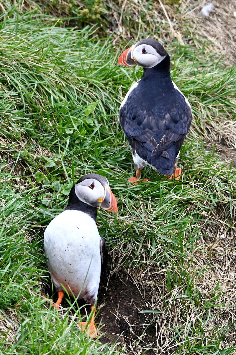 Frailecillo Atlántico - ML645874774