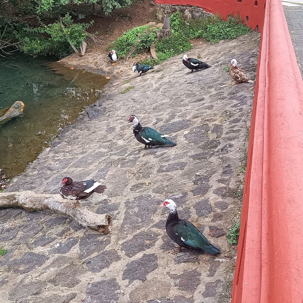 Pato Criollo (variedad doméstica) - ML645874776