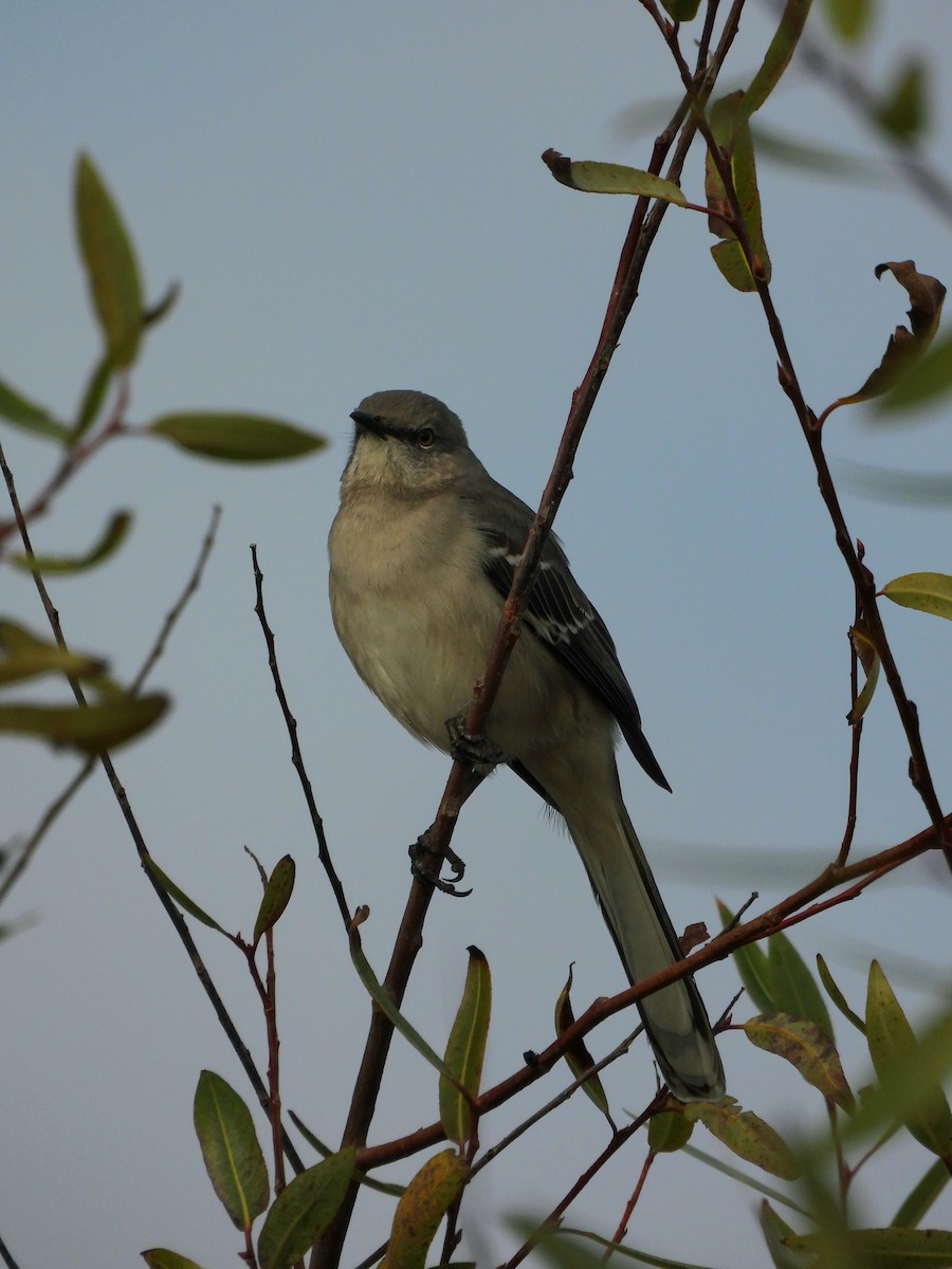 Sinsonte Norteño - ML645874777