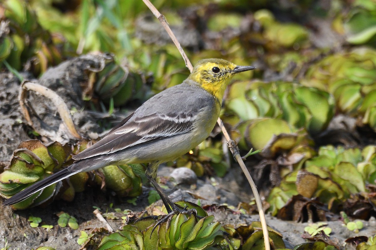 Lavandera de Chukotka - ML645874782