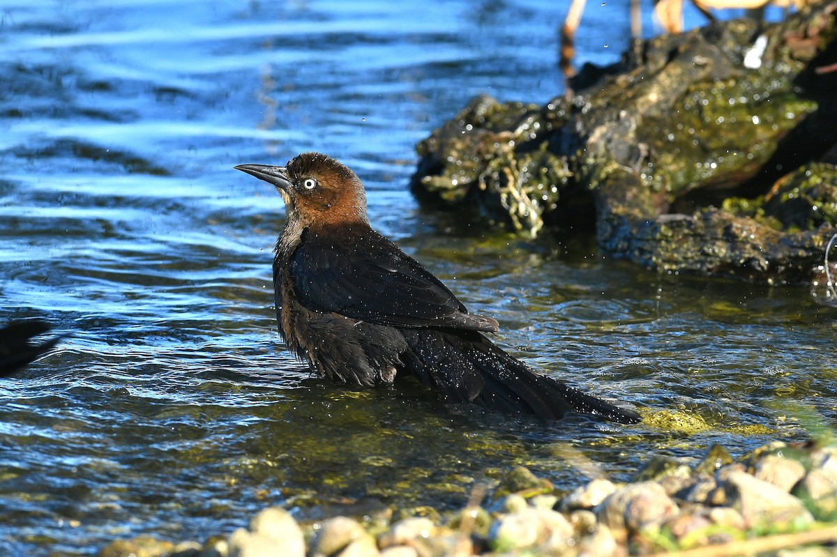 Zanate Mexicano (grupo mexicanus) - ML645874783