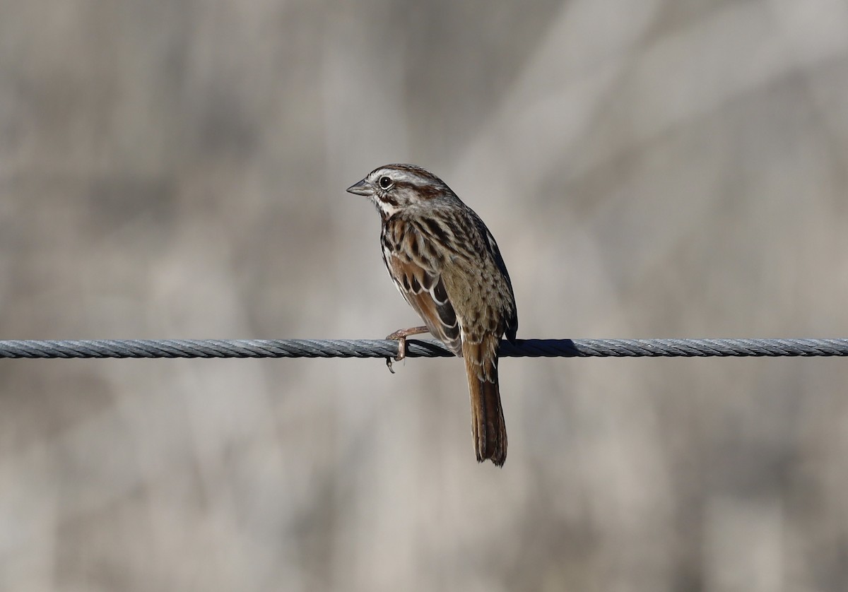 Chingolo Cantor - ML645874784