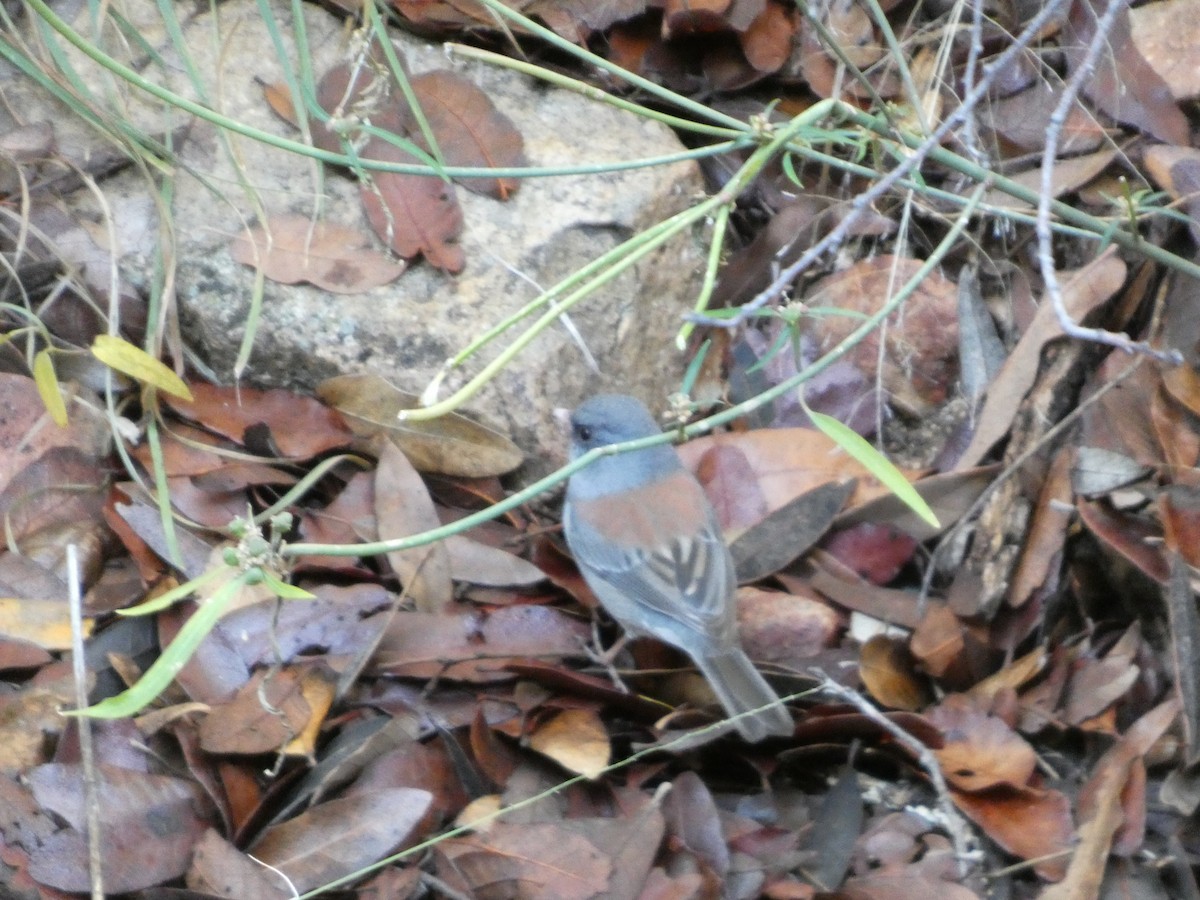 Junco Ojioscuro - ML645874785