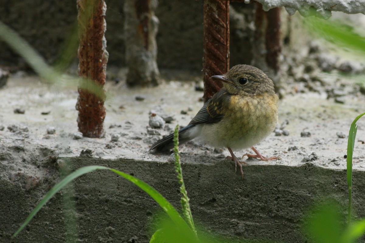 Papamoscas de Tickell - ML645874787