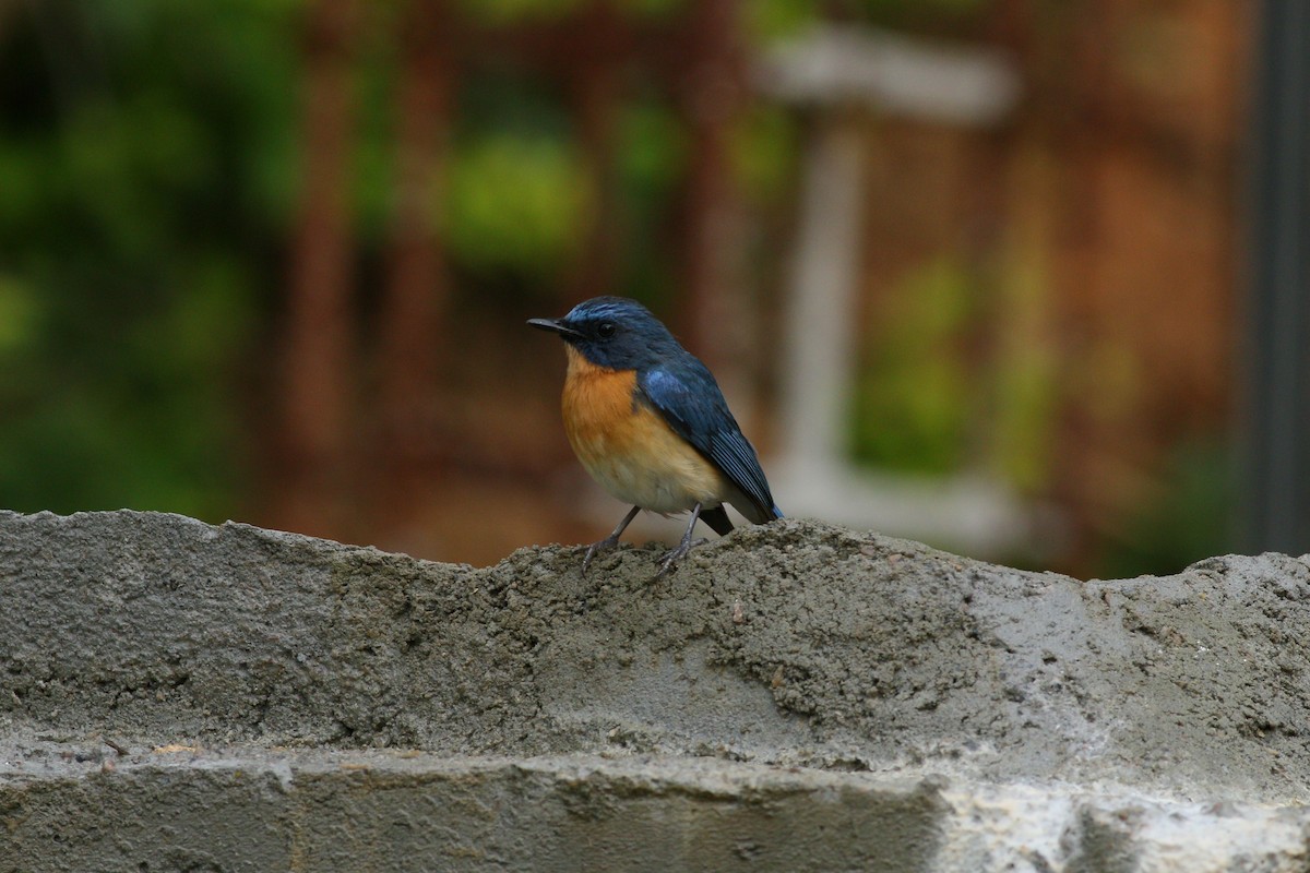 Papamoscas de Tickell - ML645874788