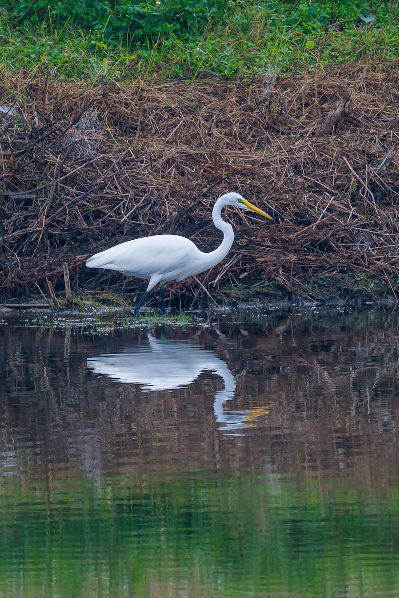 Garceta Grande - ML645874789