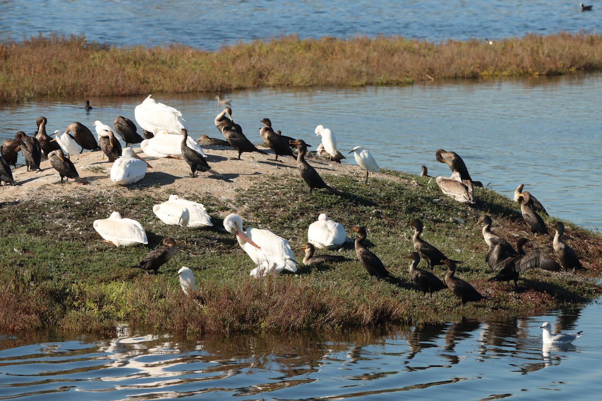Pelícano Norteamericano - ML645874790