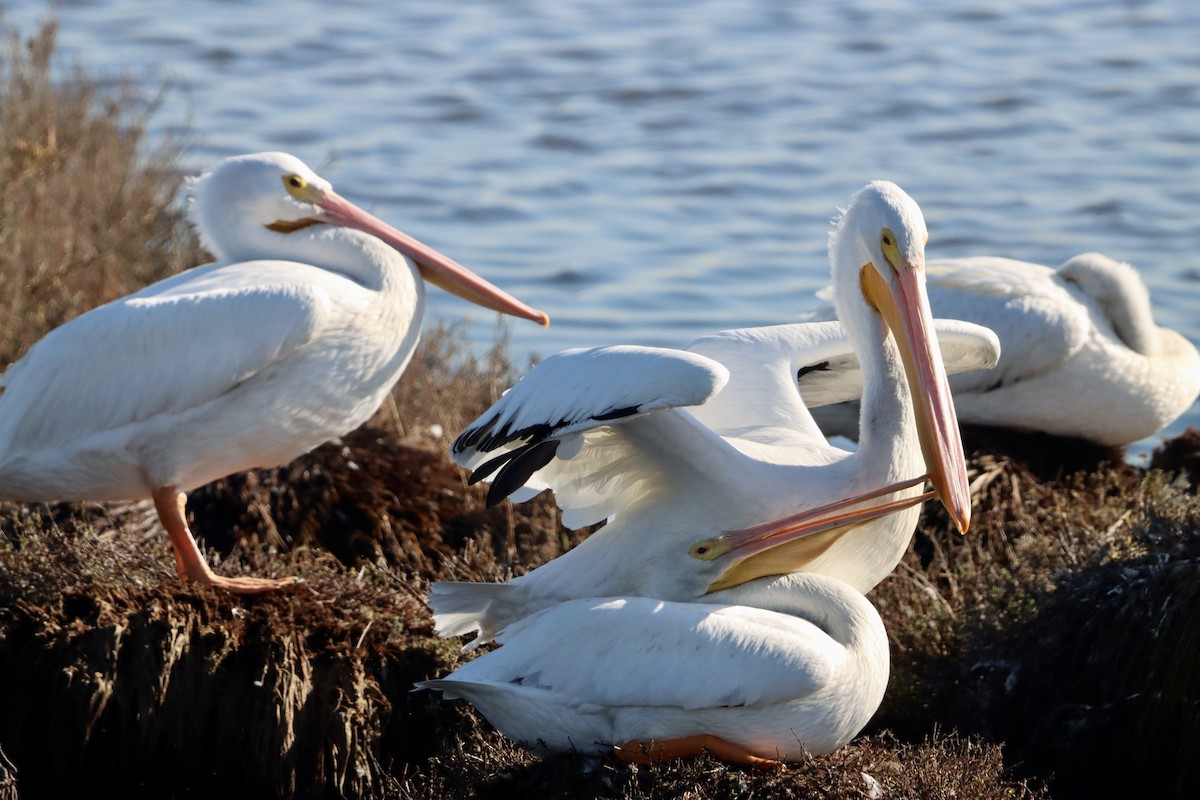 Pelícano Norteamericano - ML645874791