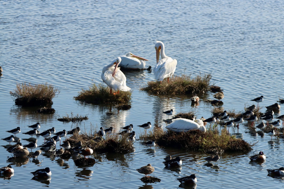 Pelícano Norteamericano - ML645874793