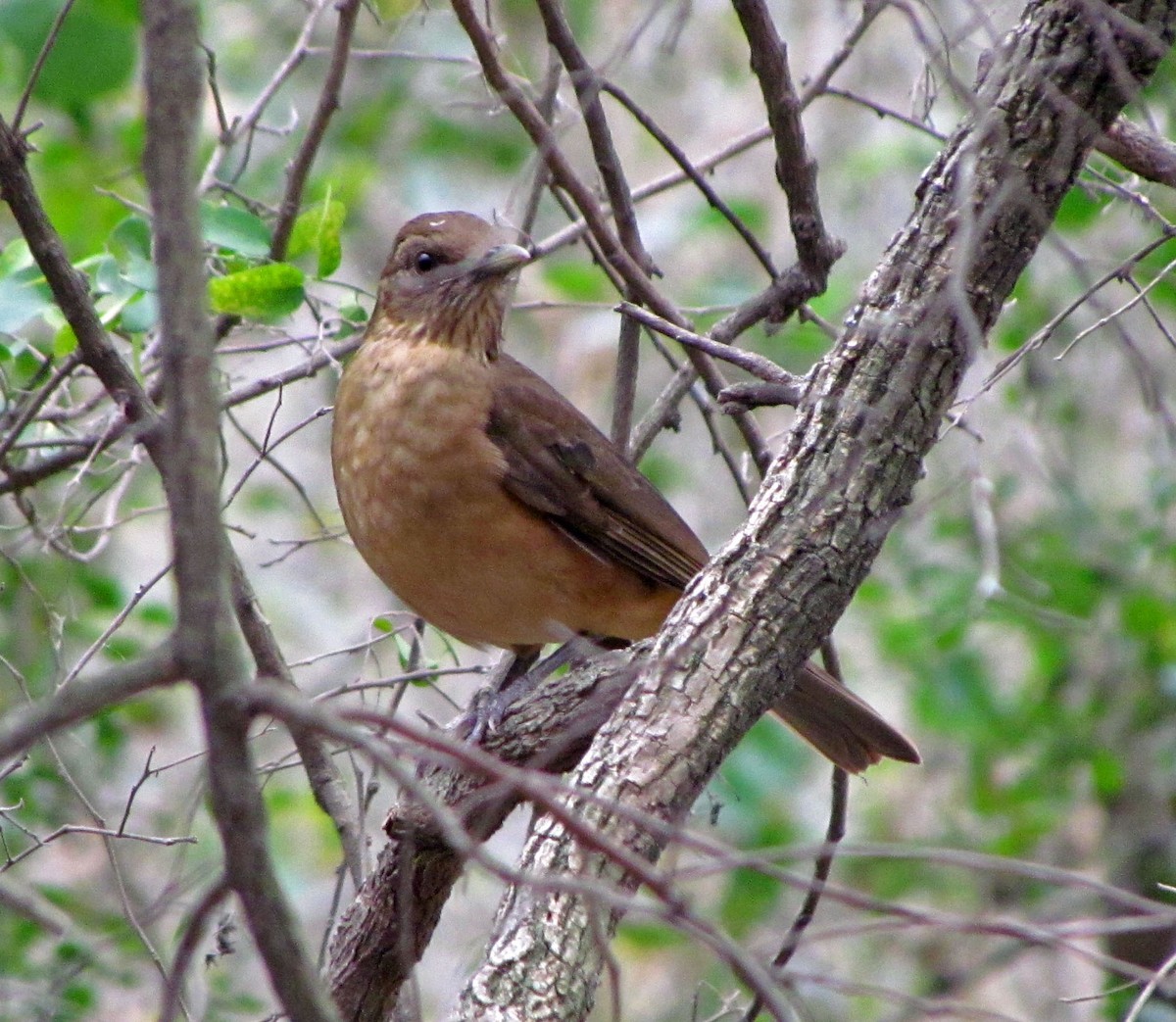 Zorzal Pardo - ML645874794