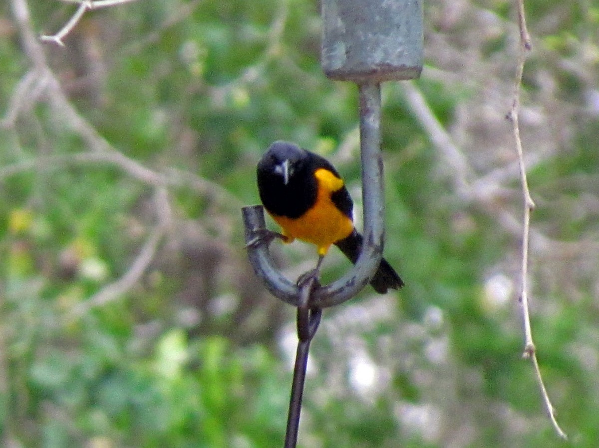 Black-vented Oriole - ML645874798