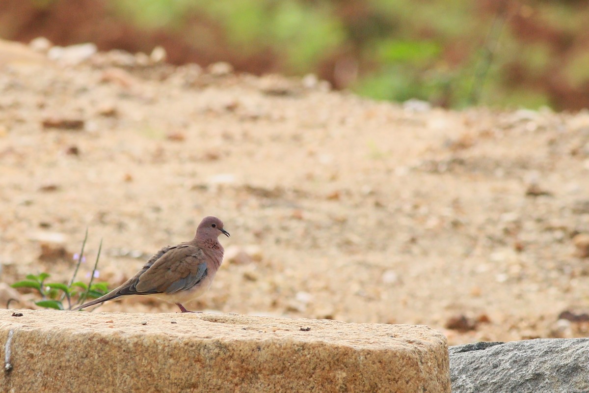 Tórtola Senegalesa - ML645874799