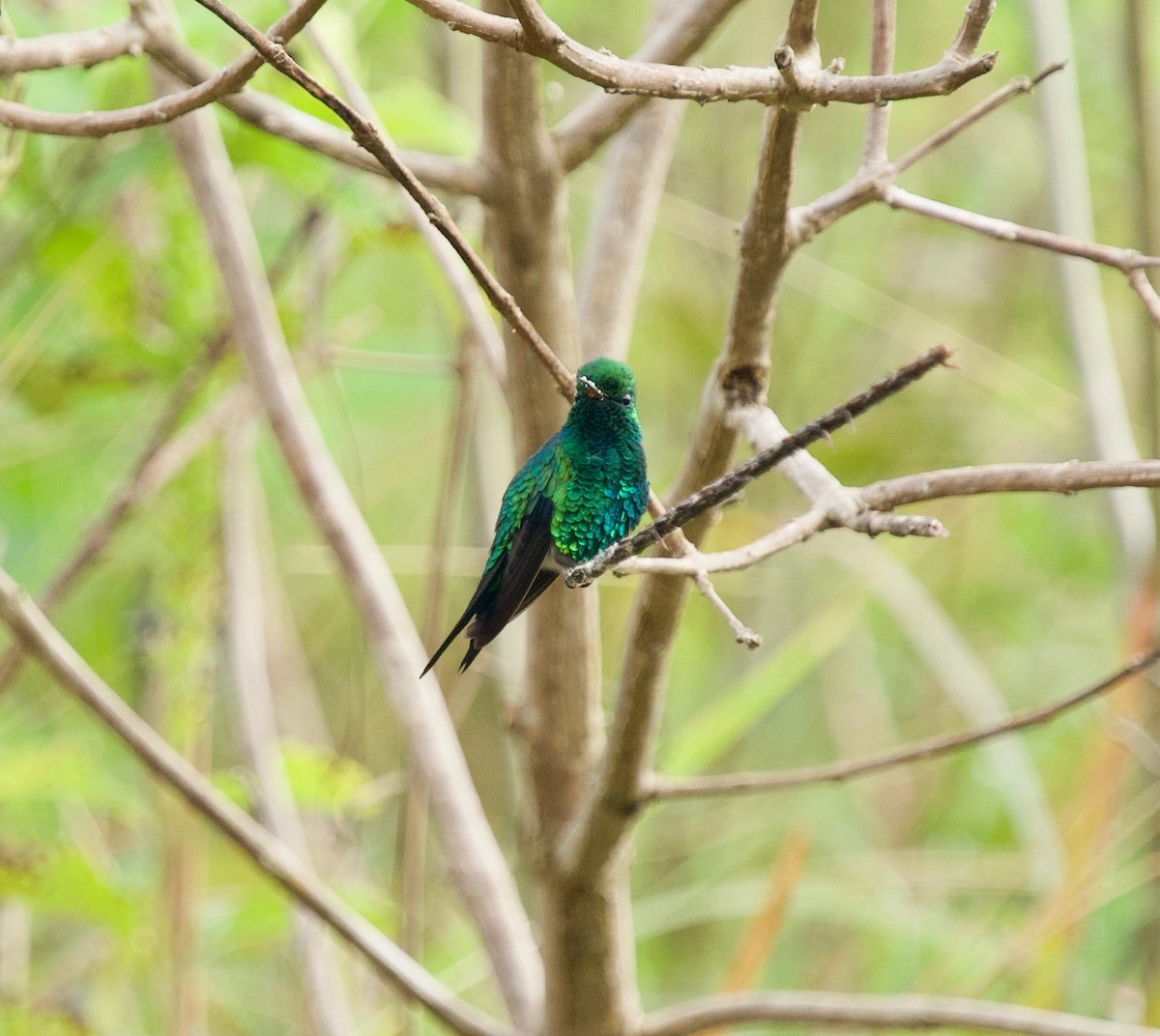 Esmeralda Piquirroja - ML645874800