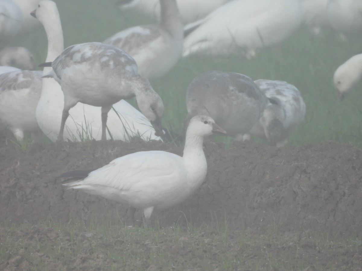 Ánsar de Ross - ML645874801