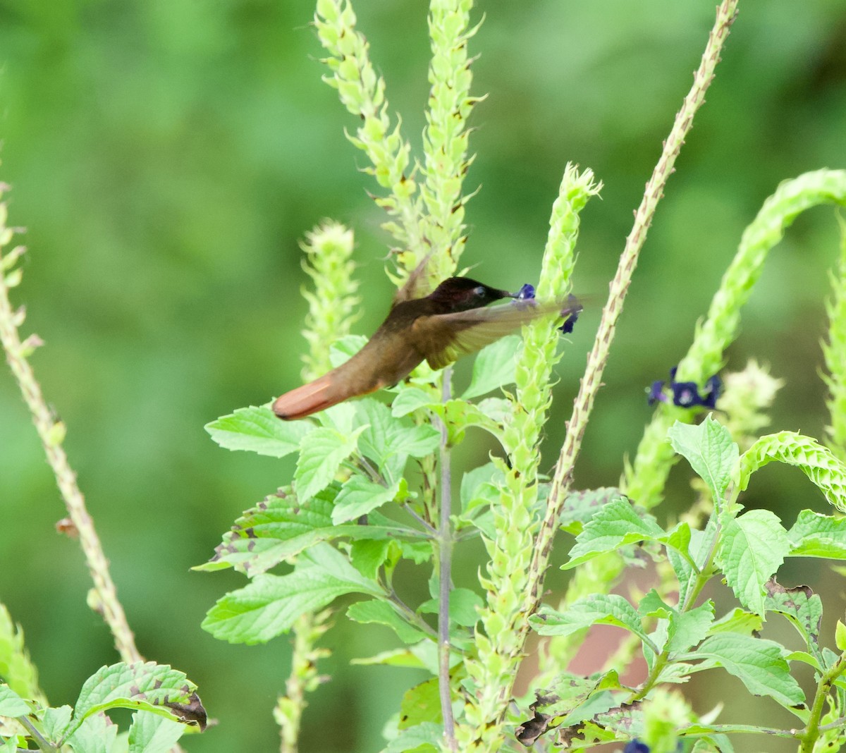 Colibrí Rubí - ML645874803