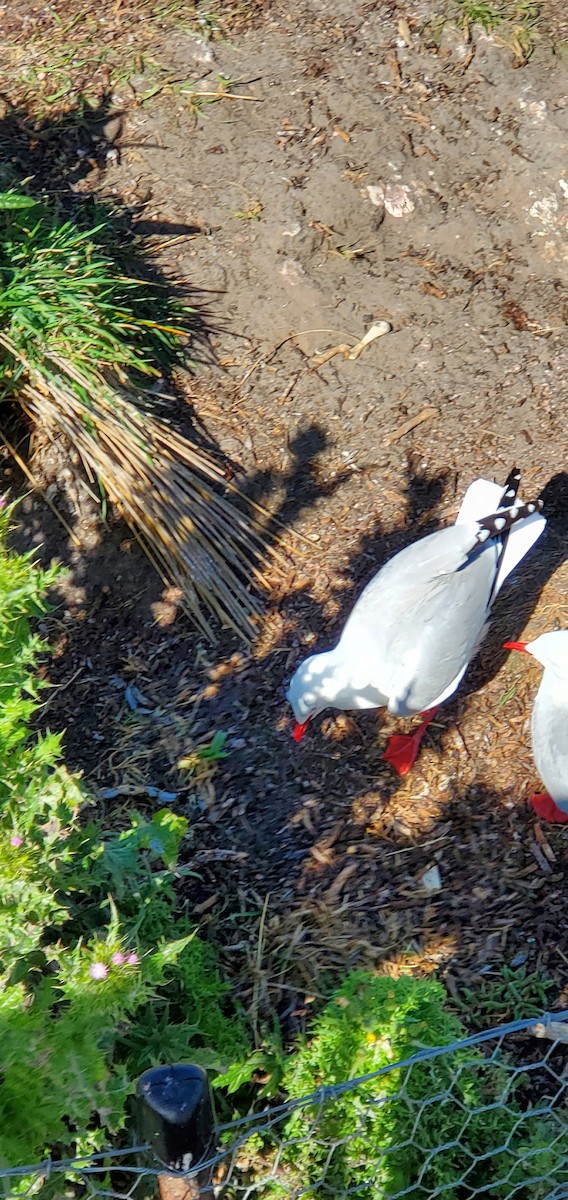 Silver Gull - ML645874804