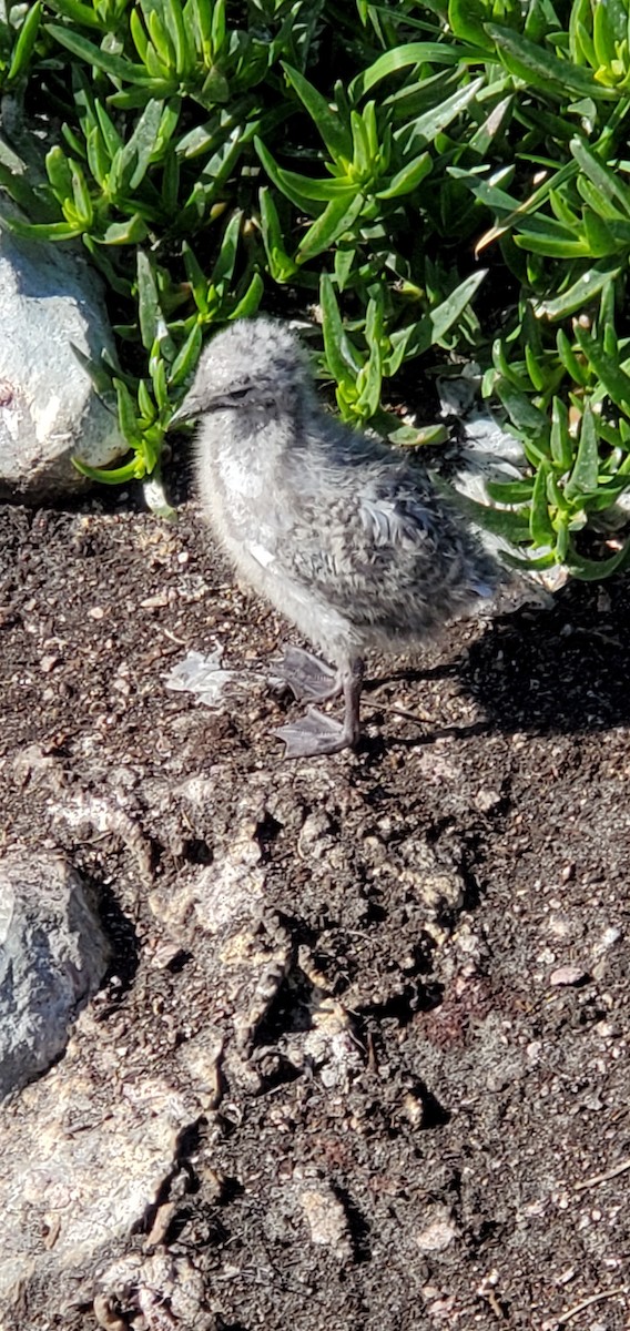 Silver Gull - ML645874805