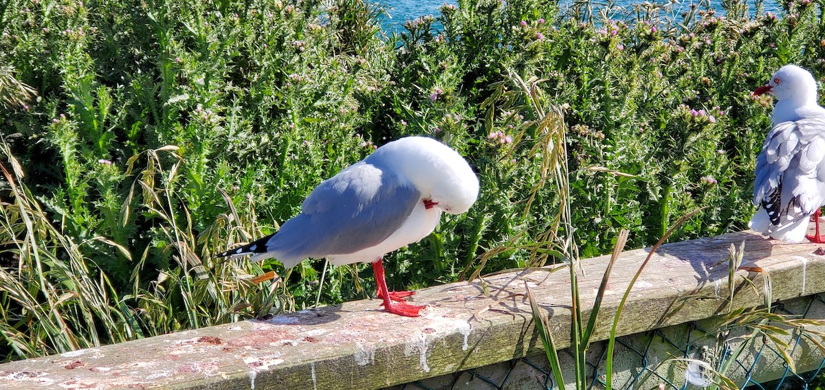 Silver Gull - ML645874806