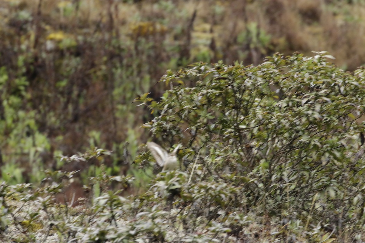 Cream-winged Cinclodes - ML645874816