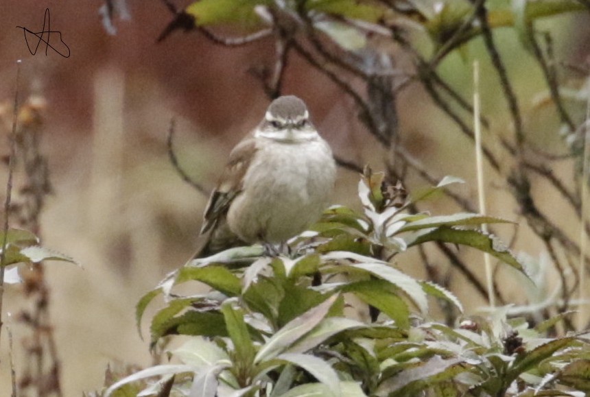 Cream-winged Cinclodes - ML645874819