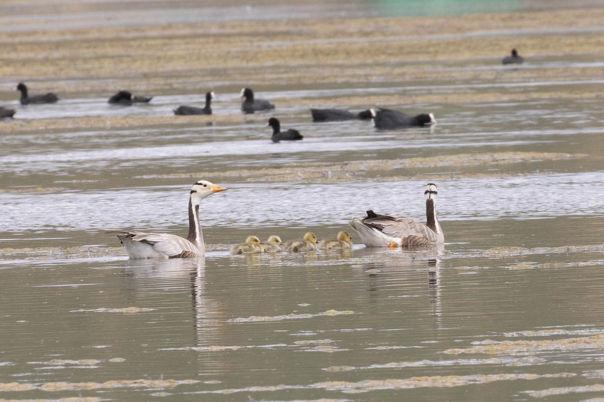 Гуска гірська - ML645874822