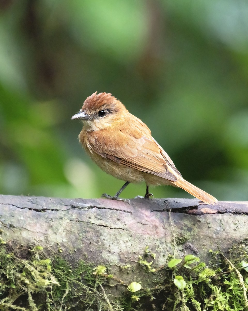 Бекард іржастий - ML645874825