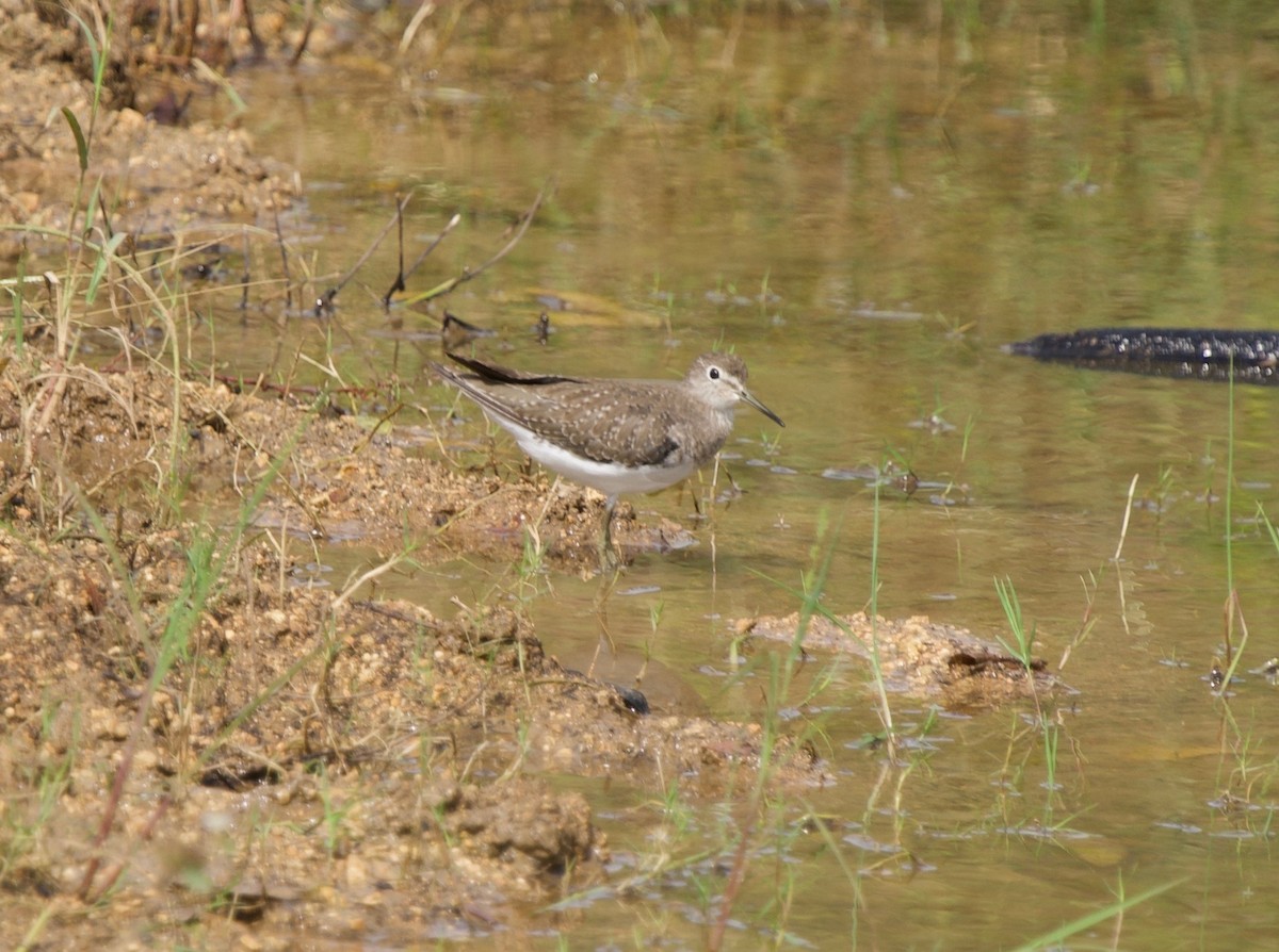 Solitary Sandpiper - ML645874834