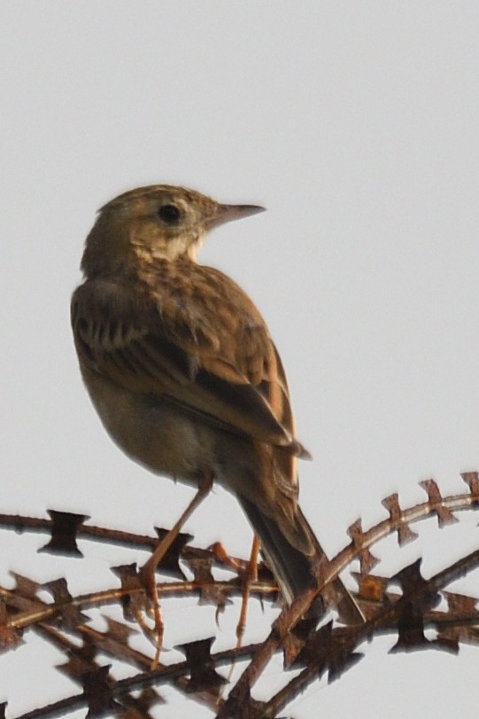 ヒメマミジロタヒバリ - ML645874836