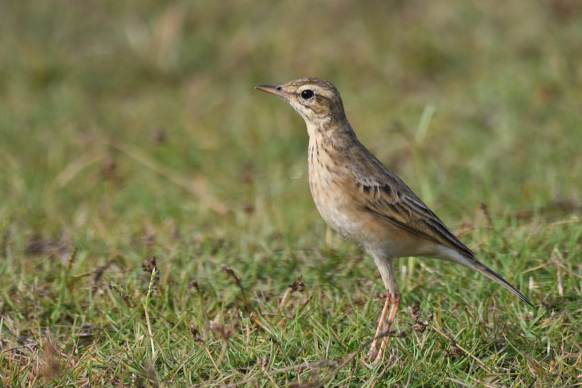 ヒメマミジロタヒバリ - ML645874837