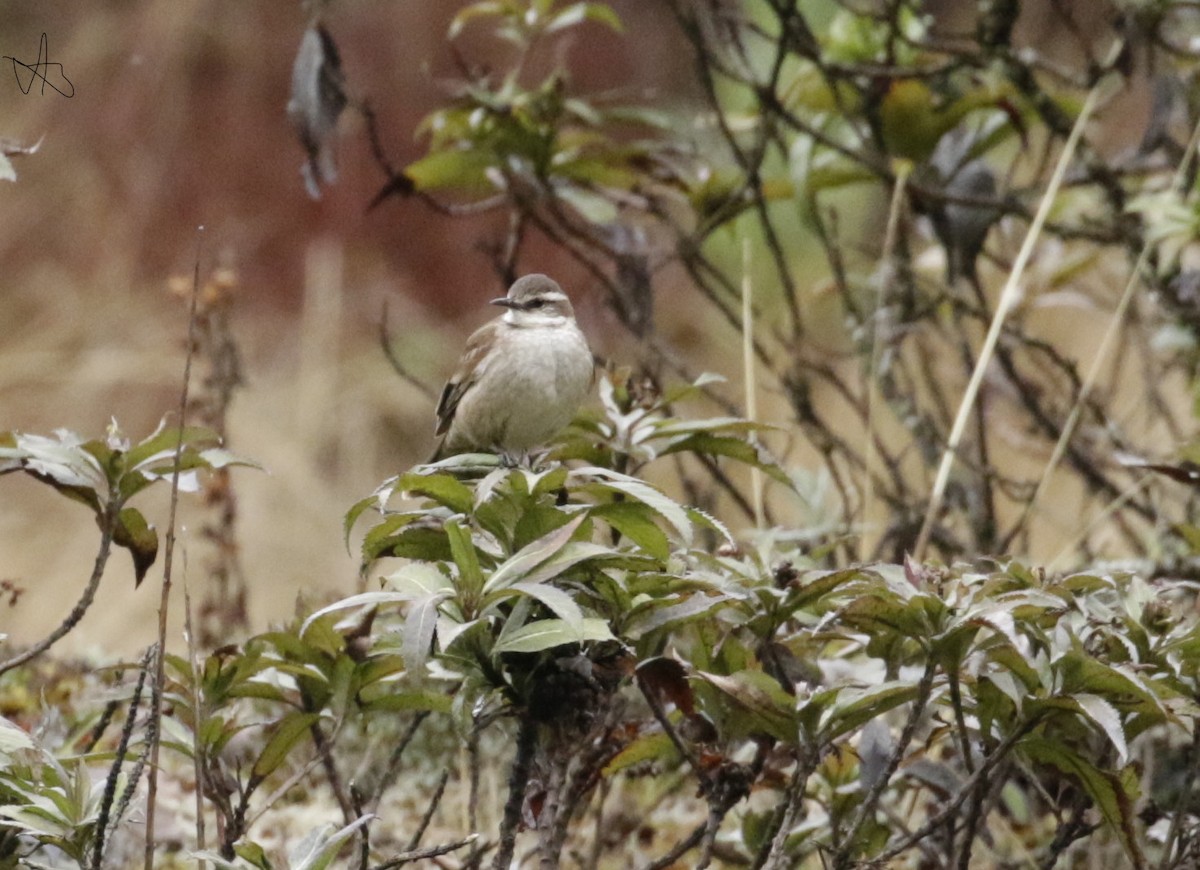 Cream-winged Cinclodes - ML645874838